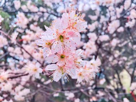 樱花限定款,一起粉出少女味|时令