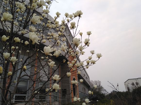 nokia6的优点与缺点,nokia62018