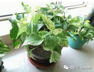 绿萝叶子偏黄的原因及解决方法,绿萝叶子都黄了是什么原因造成的