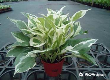 绿萝叶子偏黄的原因及解决方法,绿萝叶子都黄了是什么原因造成的