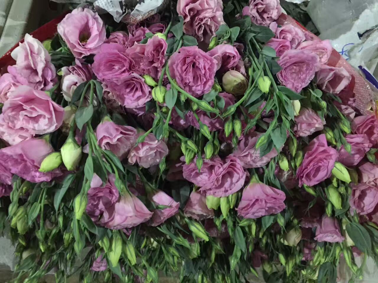 看了这些图,下次去花店你就能把花店里的花花草草叫出名字来了!