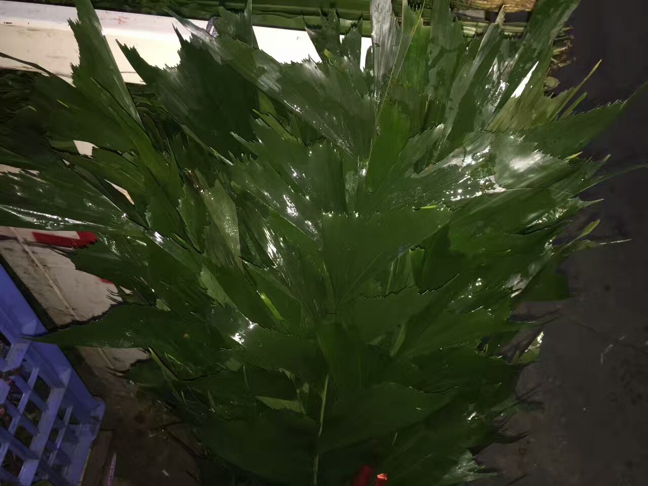 看了这些图,下次去花店你就能把花店里的花花草草叫出名字来了!