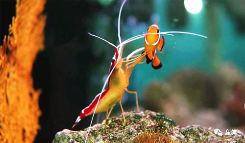 鱼缸养护知识及注意事项,如何维护鱼缸水质