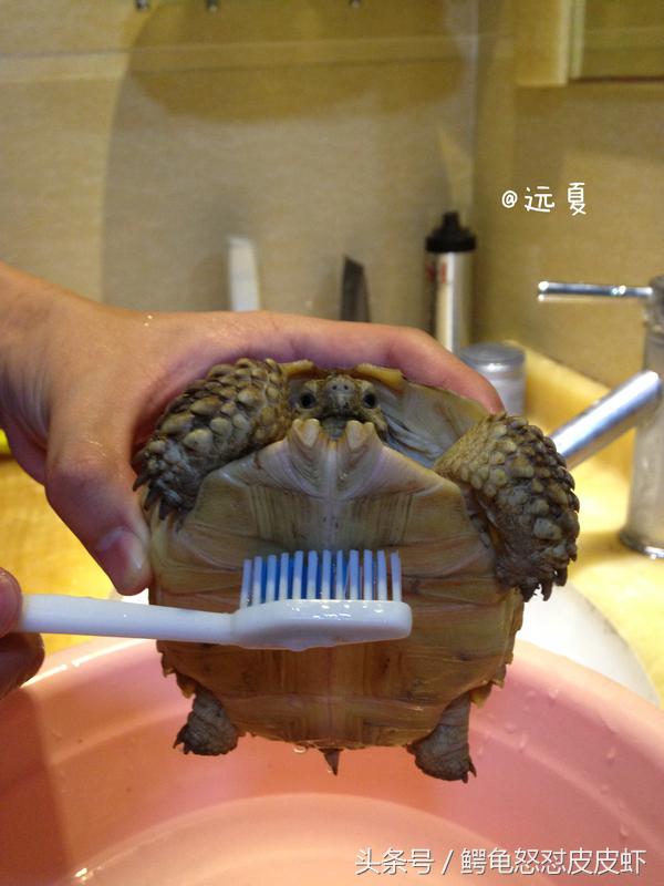 各种宠物龟饲养方法大全,宠物龟超容易养活饲养指南多图