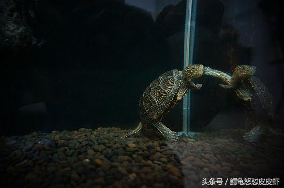 各种宠物龟饲养方法大全,宠物龟超容易养活饲养指南多图