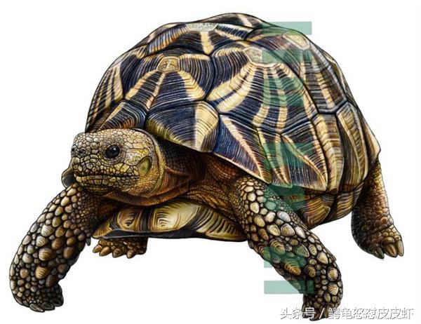 各种宠物龟饲养方法大全,宠物龟超容易养活饲养指南多图