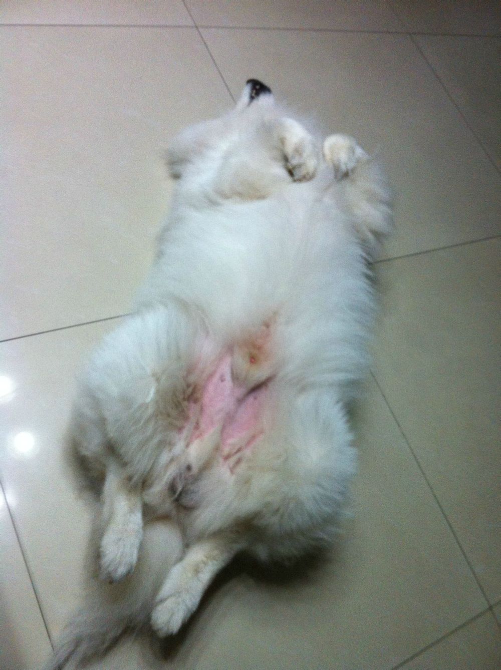 萨摩耶养了九年去世,萨摩耶临终感人视频