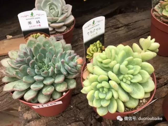 走进多肉园视频,走进日本的南瓜种植