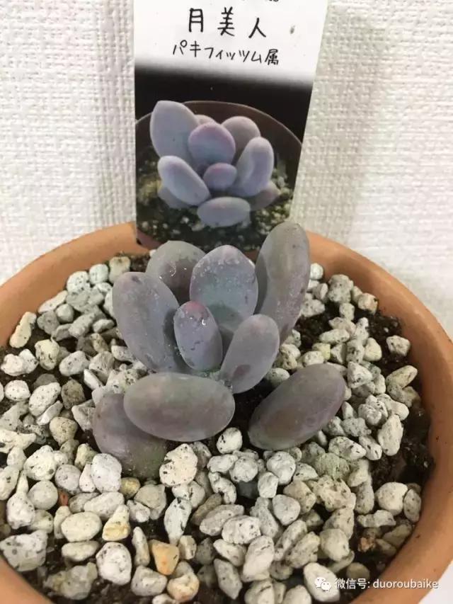 走进多肉园视频,走进日本的南瓜种植