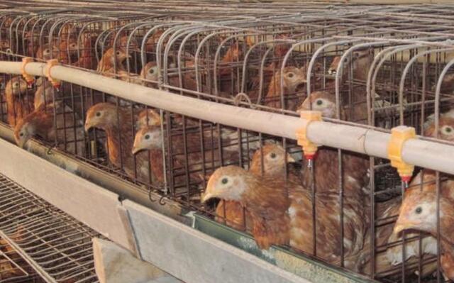 鸡生病喂了药,鸡生病不吃药自己可以好吗