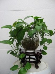 盆栽植物怎样预防死,家里什么植物最好养活不会死