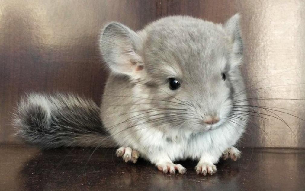 你的星座和生肖配对,你的星座和你的属相是什么