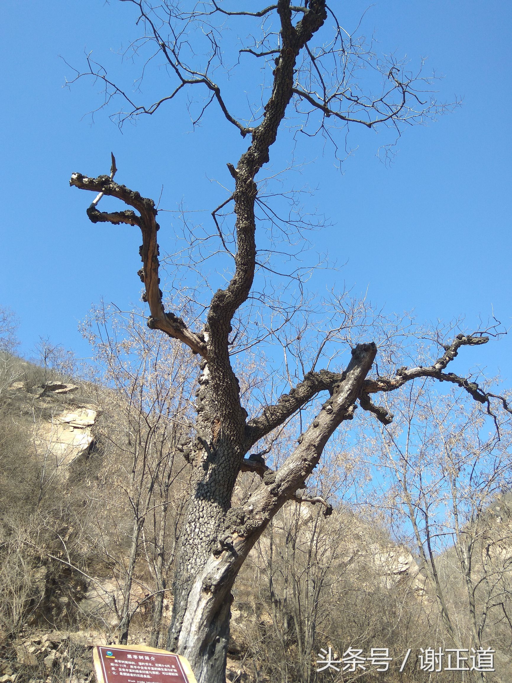 灵寿秋山风景区攻略,灵寿秋山自然风景区电话