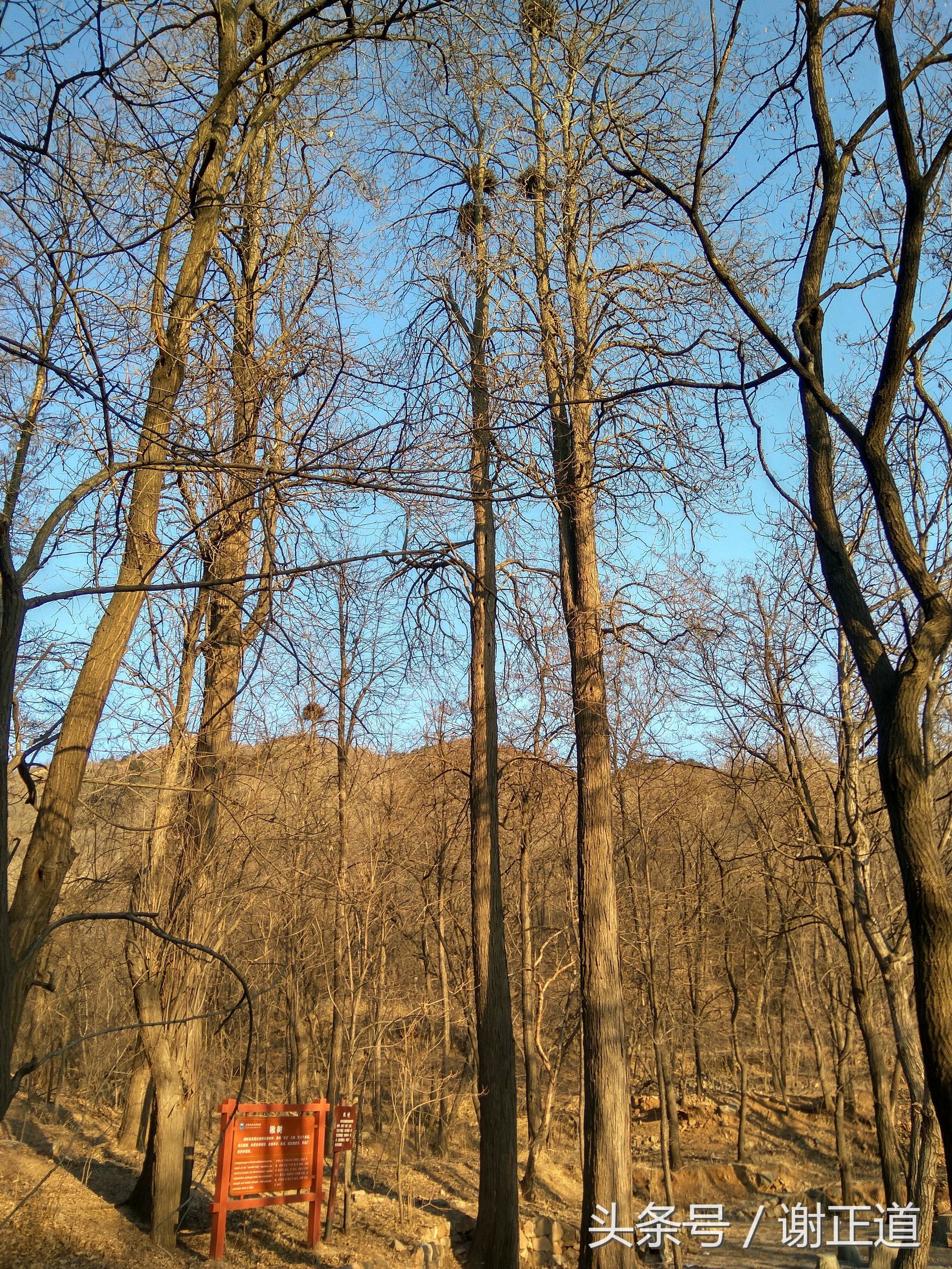 灵寿秋山风景区攻略,灵寿秋山自然风景区电话