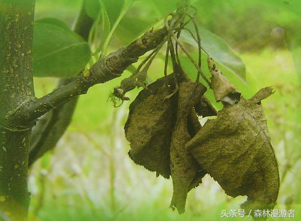 梨树黑星病的症状,梨树炭疽病在梨上的表现