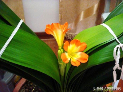 君子兰被拔叶了怎么办,君子兰新叶被夹住