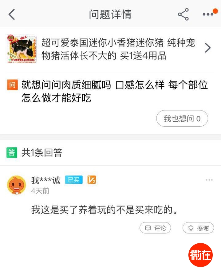 可以当宠物养的猪,猪当宠物养