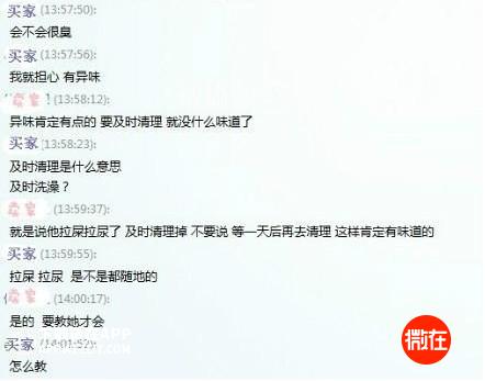 可以当宠物养的猪,猪当宠物养