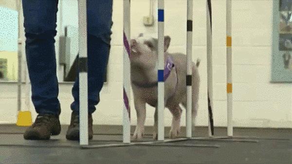 可以当宠物养的猪,猪当宠物养