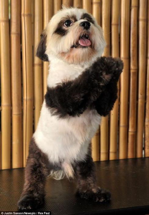 以前真的有人养只大熊猫吗,史上第一只人工饲养的大熊猫中国