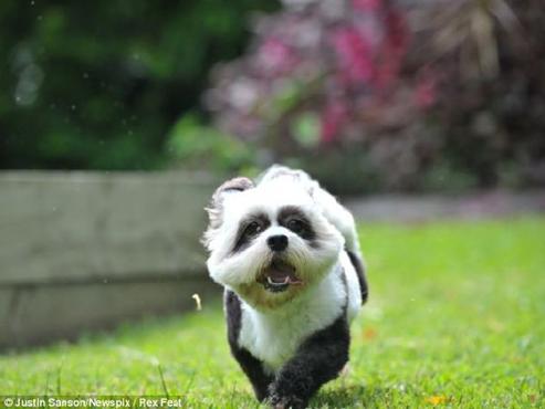 以前真的有人养只大熊猫吗,史上第一只人工饲养的大熊猫中国