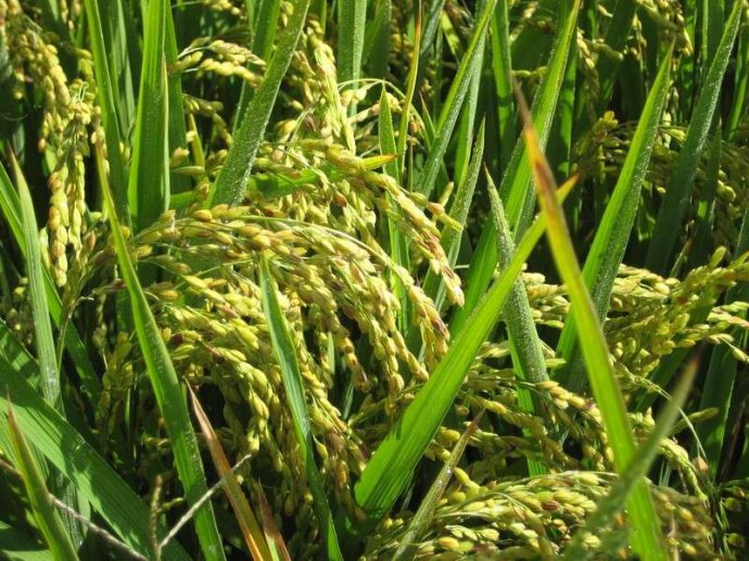 泰国进口大米长粒香米,进口泰国大米