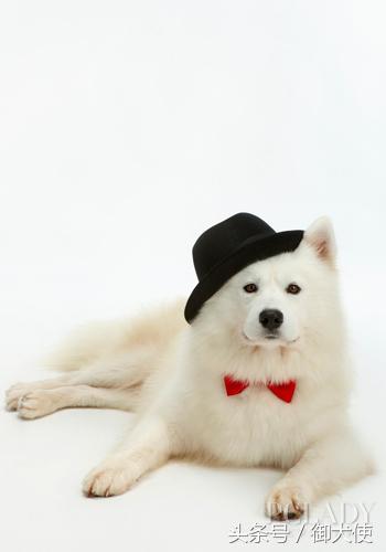 在家给萨摩耶洗澡怎么吹毛蓬松,萨摩耶用什么洗澡有香味