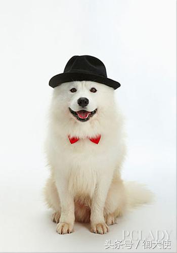 在家给萨摩耶洗澡怎么吹毛蓬松,萨摩耶用什么洗澡有香味