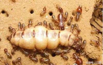 老大爷家里的“闹鬼凶手”,藏在墙壁里四十年,身材肥大