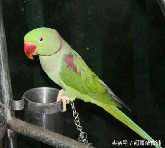 亚历山大鹦鹉的说话视频,亚历山大鹦鹉有分大小体吗