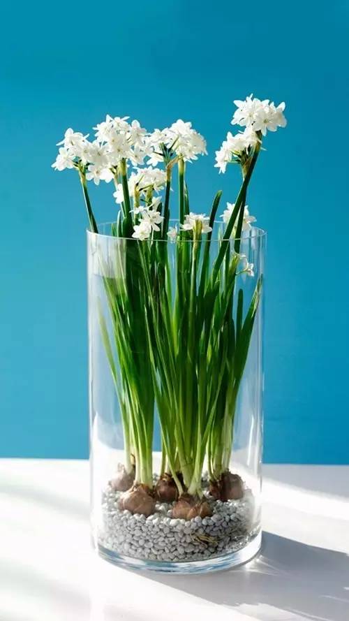 家有萌宠专治各种动物,家有萌宠专治什么病