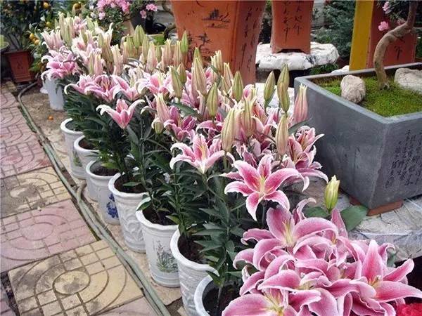 家有萌宠专治各种动物,家有萌宠专治什么病