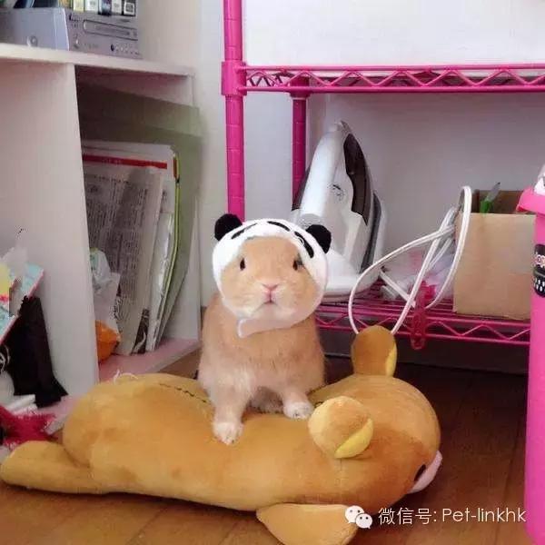 小兔砸月亮,小兔砸崽子