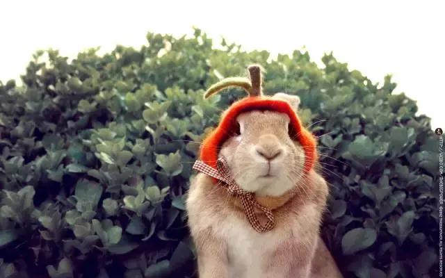 小兔砸月亮,小兔砸崽子