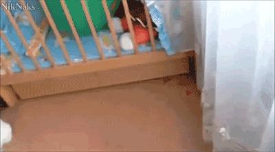 小兔砸月亮,小兔砸崽子