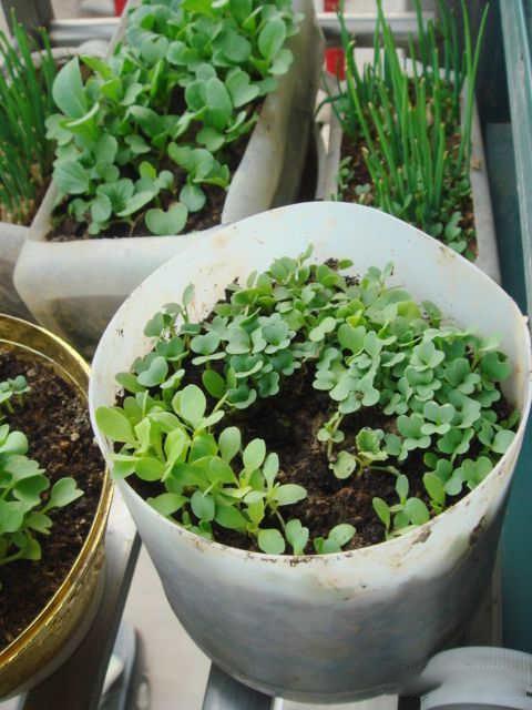 如何用塑料瓶做花盆图解,怎么用塑料瓶做花盆图解