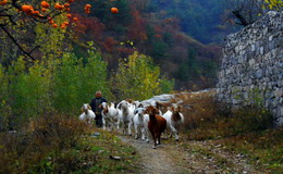 农家学习趣事大全集,农家院趣事