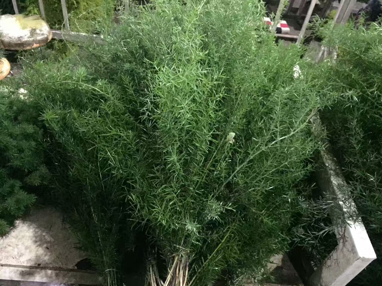 看了这些图,下次去花店你就能把花店里的花花草草叫出名字来了!