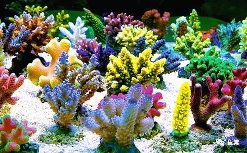 鱼缸养护知识及注意事项,如何维护鱼缸水质