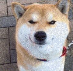 带秋田犬旅行,秋田犬不运动有影响吗