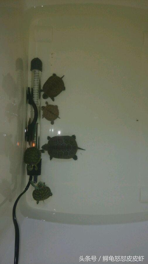 各种宠物龟饲养方法大全,宠物龟超容易养活饲养指南多图