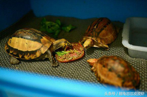 各种宠物龟饲养方法大全,宠物龟超容易养活饲养指南多图