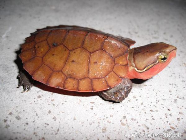 各种宠物龟饲养方法大全,宠物龟超容易养活饲养指南多图