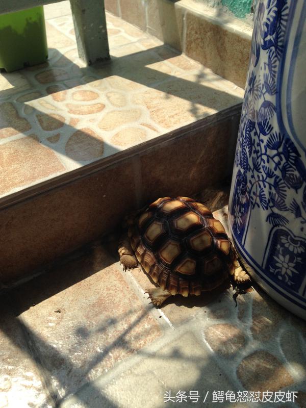 各种宠物龟饲养方法大全,宠物龟超容易养活饲养指南多图