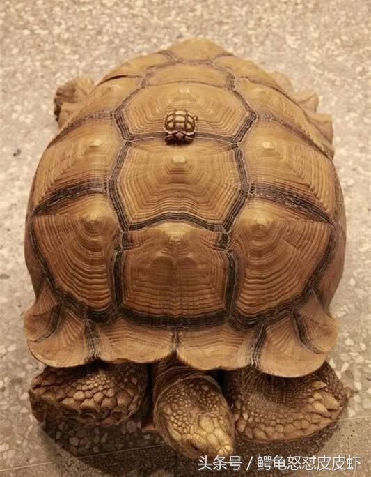 各种宠物龟饲养方法大全,宠物龟超容易养活饲养指南多图
