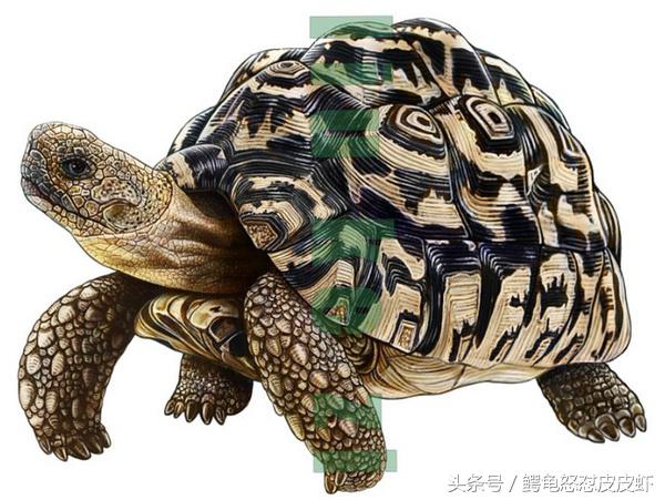 各种宠物龟饲养方法大全,宠物龟超容易养活饲养指南多图