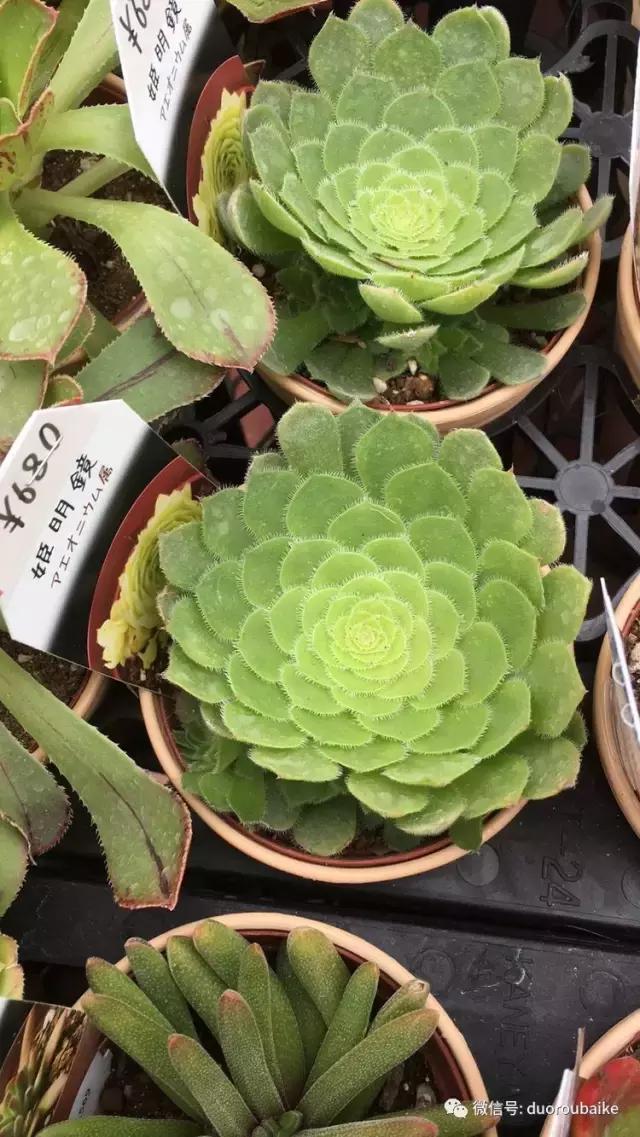 走进多肉园视频,走进日本的南瓜种植