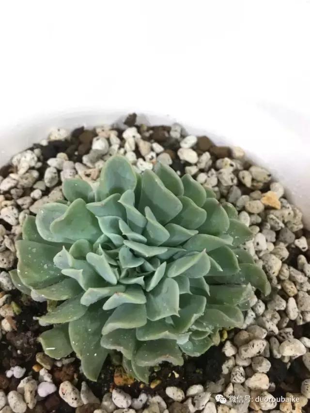 走进多肉园视频,走进日本的南瓜种植