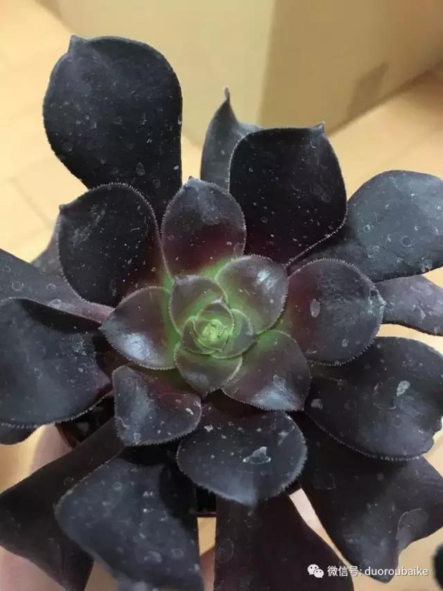 走进多肉园视频,走进日本的南瓜种植