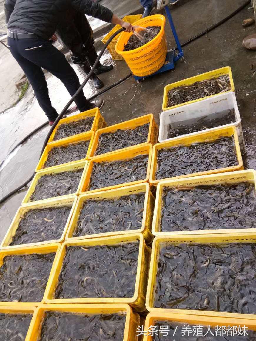泥鳅苗骗局揭秘,泥鳅苗有猫腻吗